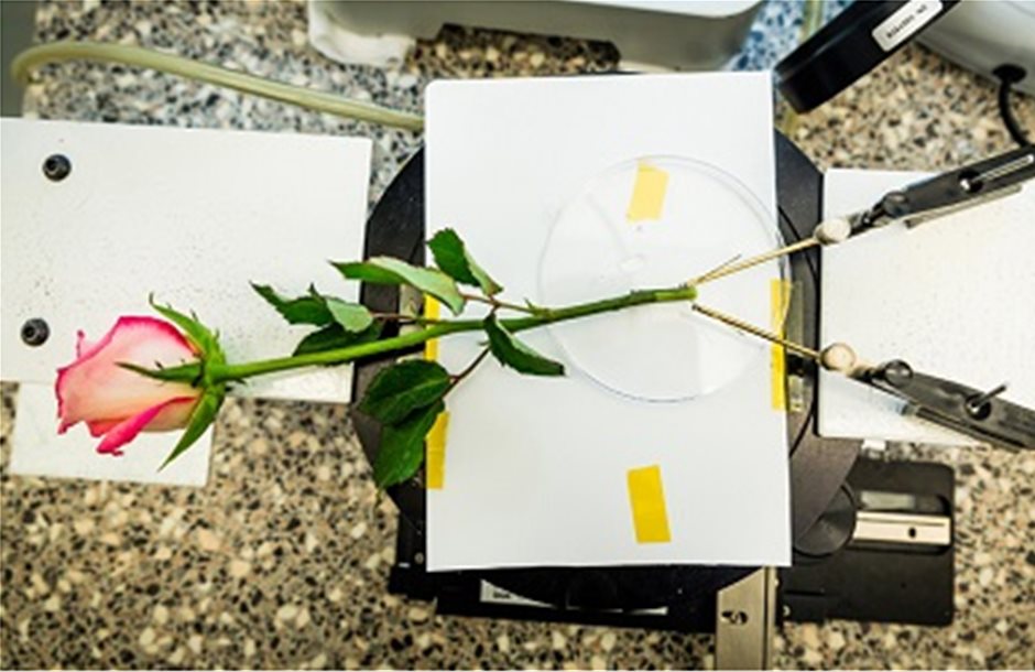 Ρεύμα από τριαντάφυλλο δημιούργησαν ερευνητές στη Σουηδία
